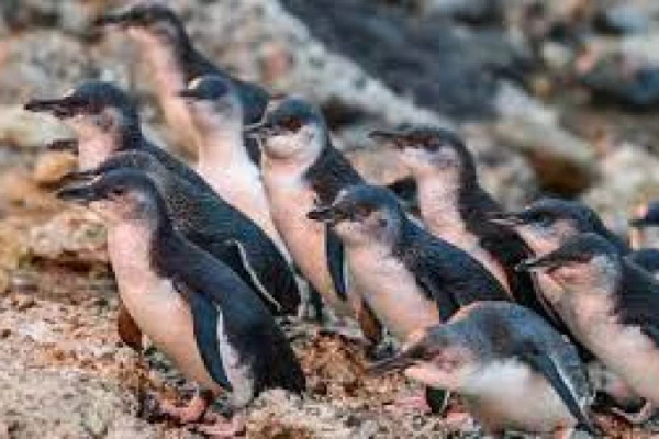 Little Blue Penguin Colony 