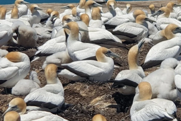 Gannet Colony 
