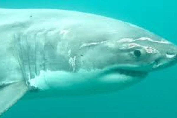 Wildlife that is wild 