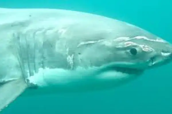 Wildlife that is wild 
