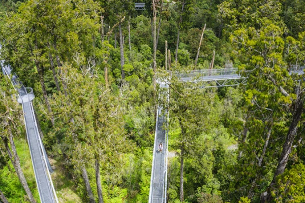 Hokitika Treetop Walk 