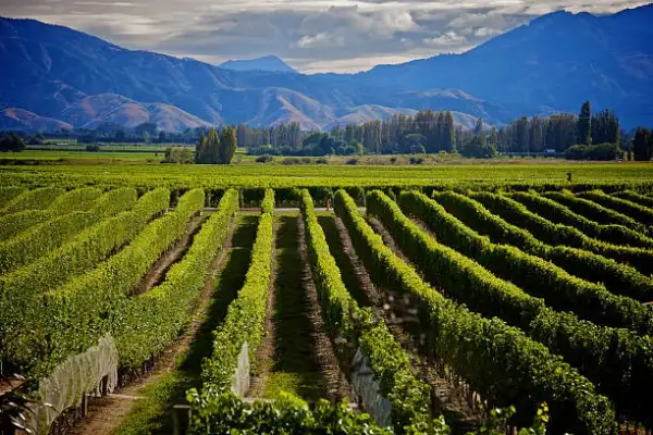 Wine Tasting Tours - Blenheim