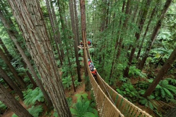 Redwoods Tree Walk   - Rotorua