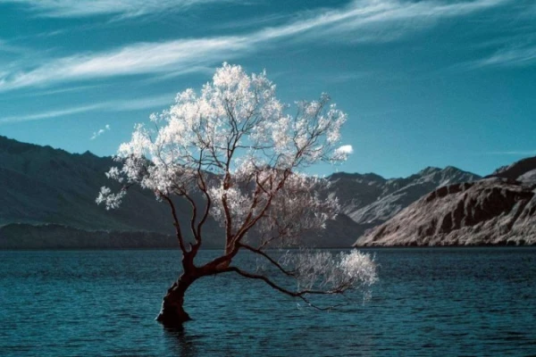 The Wanaka Tree 