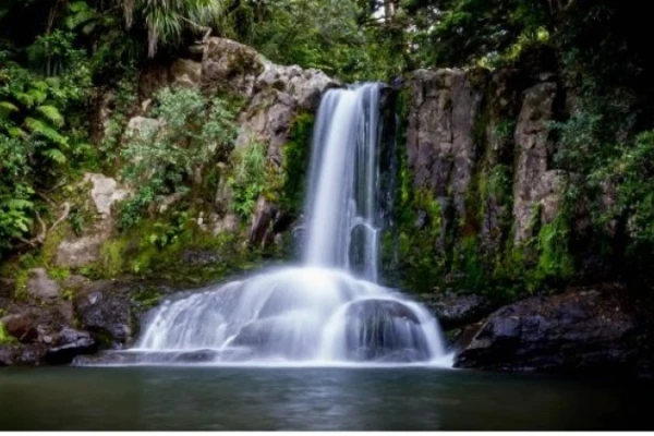 Waiau Falls & Kauri Grove 