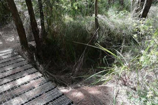 Lake Ohia Gum holes 