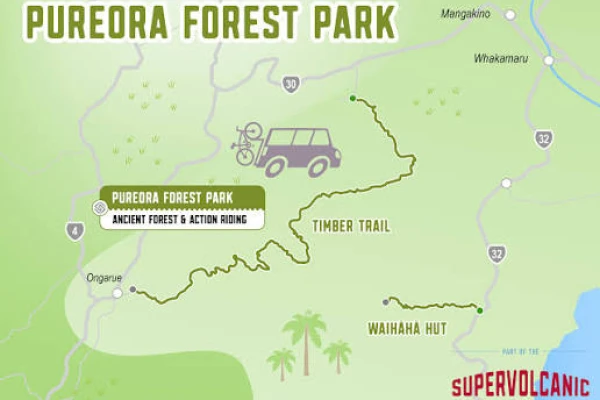 Pureora Forest short walks. 