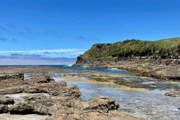 Petrified Forest - Curio Bay
