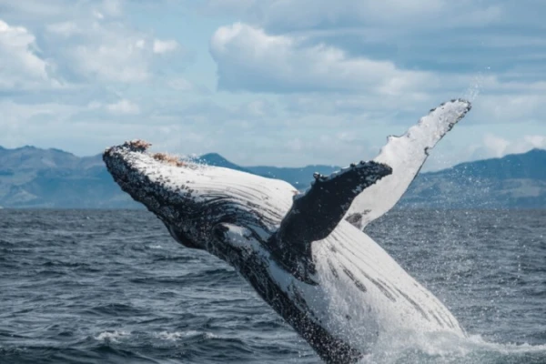 Whale Watch Kaikoura